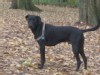 Why Dogs Are Great at Frisbee