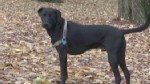 VIDEO: A look at why dogs' eyes are so unique with the author of 
