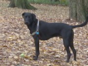 Why Dogs Are Great at Frisbee