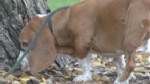 VIDEO: Can Dogs Really Smell Time?