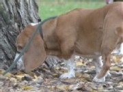 Can Dogs Really Smell Time?