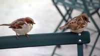 VIDEO: The "frozen time" of photos, writing can sometimes outperform video, narration.