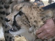The Fight to Save the Fastest Land Mammal