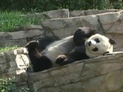 Giants Pandas: Ambassadors with 'Major Awe Factor'