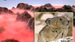 VIDEO: The Pika faces extinction in North America due to global warming