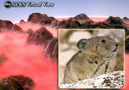 VIDEO: The Pika faces extinction in North America due to global warming
