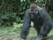 A Close Encounter With Western Lowland Gorillas