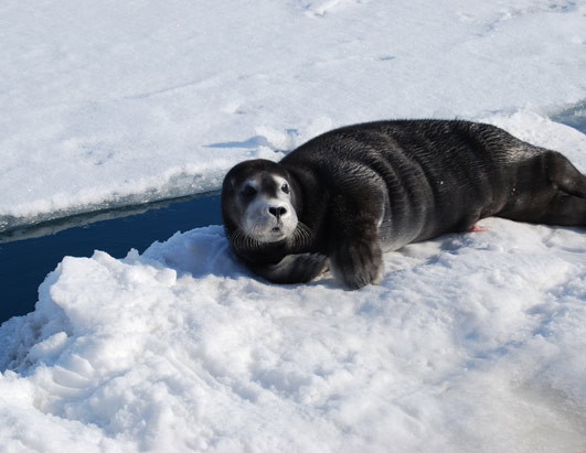 artic