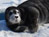 artic