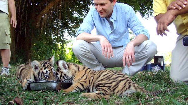 Two of three tiger cubs born recently at Bali Zoo.