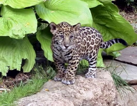Three Tiger Cubs Born at Bali Zoo