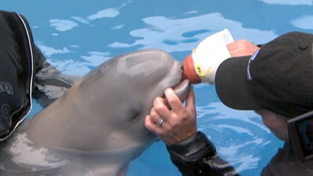 VIDEO: Marine mammal specialists care for young beluga whale separated from its mother.