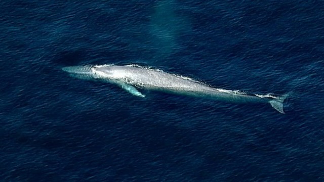 VIDEO: Pod feeding close to ports puts them in danger of getting hit by passing ships.
