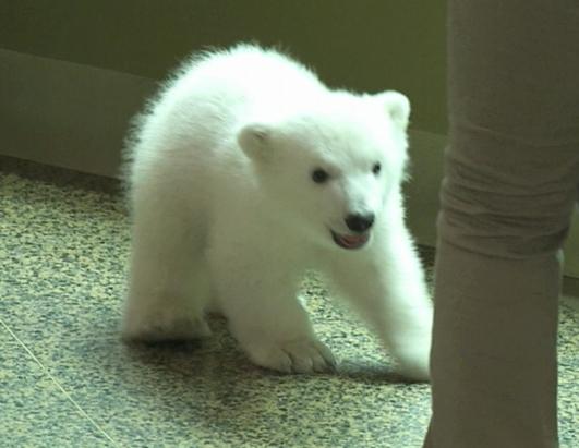 Luna, The Playful Polar Bear Cub