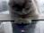 iPaw: Cat Goes Wild for iPad Game. <a href="http://abcnews.go.com/Entertainment/video/ipaw-cat-wild-ipad-game-electronics-gadgets-games-pets-love-animals-entertainment-12470023">Watch Here</a>!