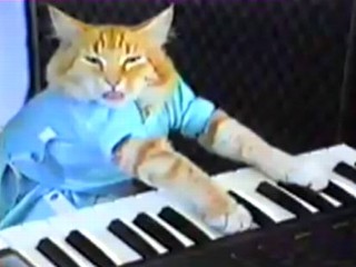 cat playing piano face