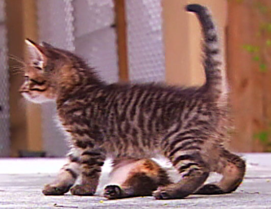 abc_cat_six_legs_080422_ssh.jpg