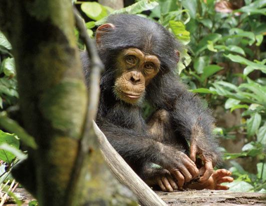 Disney Chimp SS