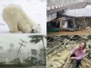 PHOTO A polar bear, flooding, a scene from an earthquake in China, and the tsunami in Myanmar are shown, in these file photos.