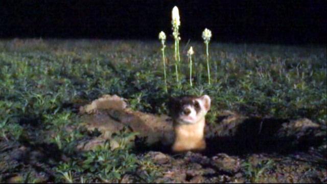 PHOTO: Ferret