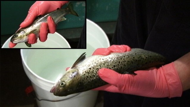 PHOTO: The small fish, inset, is a normal-sized 1-year-old Atlantic Salmon, the second most popular seafood in America. The larger fish is the same age, but at least three times larger.