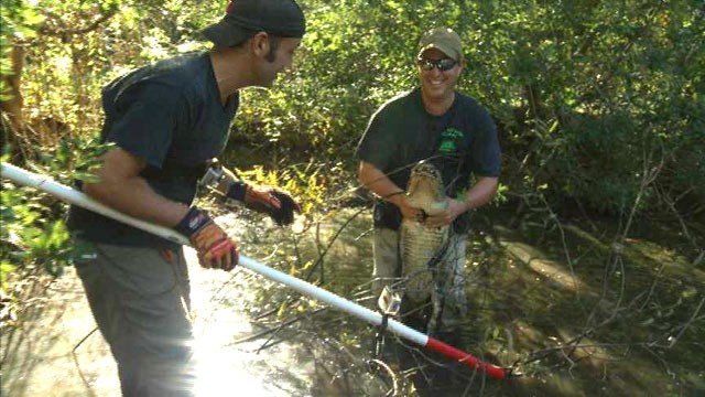 PHOTO: "Swamp Brothers" Robbie and Stephen Keszey chasing after some of the countrys nastiest creatures without any protective gear for their reality TV series on Discovery Channel.