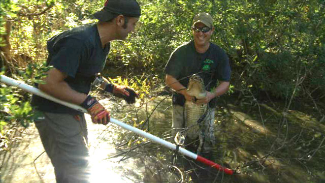 PHOTO: "Swamp Brothers" Robbie and Stephen Keszey chasing after some of the countrys nastiest creatures without any protective gear for their reality TV series on Discovery Channel.