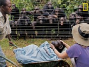 Photo Shows Chimps in Mourning