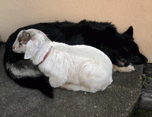 Animal Kingdom's Odd Couples