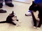PHOTO Smallest cat