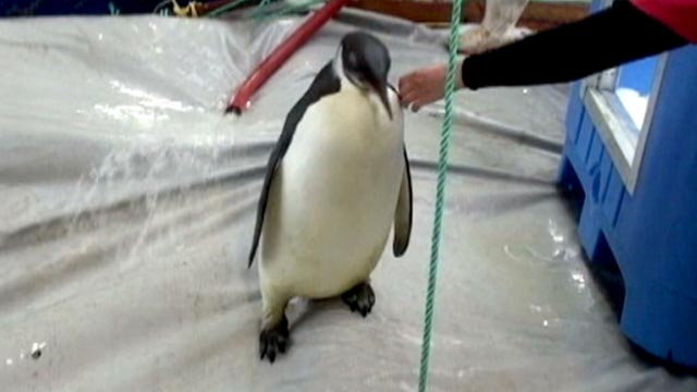 PHOTO: Happy Feet, the emperor penguin who captured the hearts of millions around the world when it got lost 3,000 miles from its snowy Antarctic home, has successfully been returned to the sea.