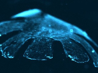 Watch: Artificial Jellyfish Made From Rat's Heart Cells