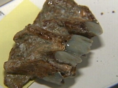 Video: Utility workers find million-year-old fossils.