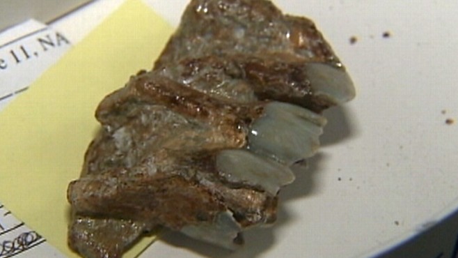 Video: Utility workers find million-year-old fossils.