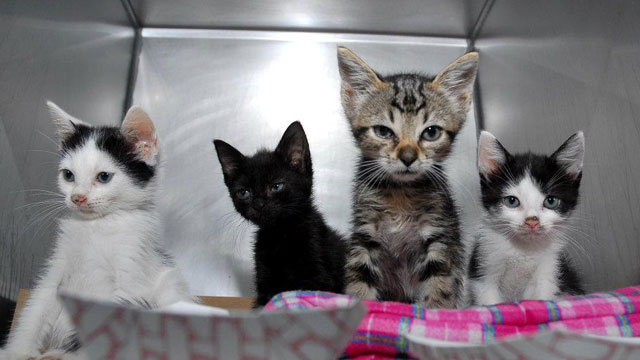 PHOTO: Cats are responsible for the deaths of 1.4 to 3.7 billion birds and 6.9 to 20.7 billion mammals every year, according to research conducted by the Smithsonian Conservation Biology Institute and the U.S. Fish and Wildlife Service.