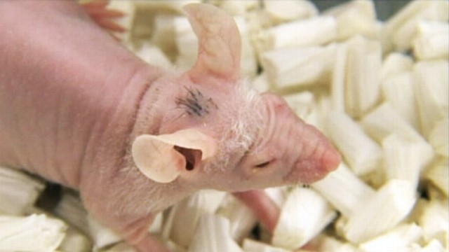 VIDEO: Japanese scientists grow human hair on bald mice.