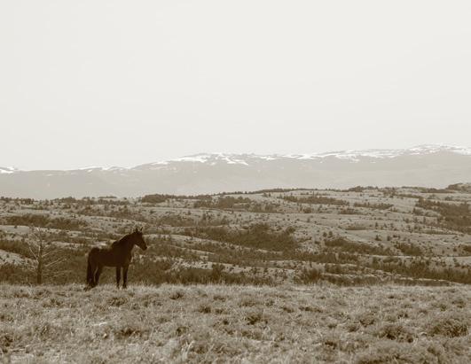Wild Mustangs