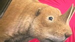 Video:  Nature's edge show clip.
