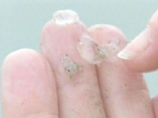Slimy Beach Creatures Wash Ashore