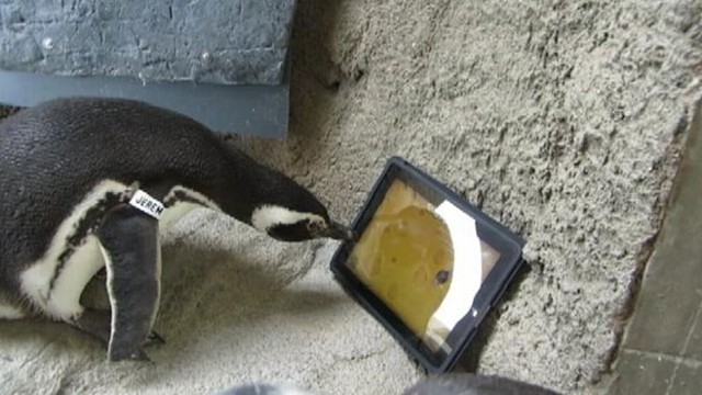 VIDEO: Two penguins at the Aquarium of the Pacific peck at a virtual mouse on app called, "Game for Cat."