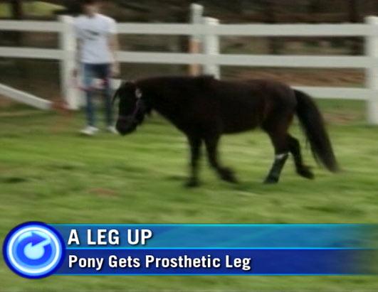 Miniature Horse to Celebrate 1st Birthday