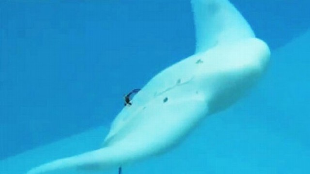 VIDEO: Scientists Build Mechanical Manta Rays