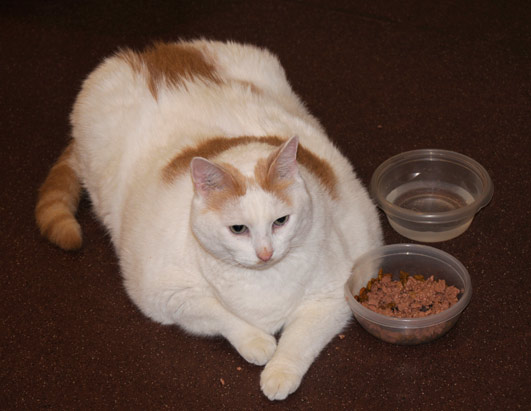 Peculiar Cats