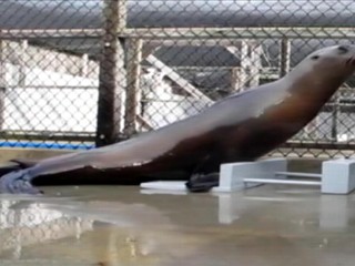 Watch: Sea Lion With Rhythm Is a Scientific First