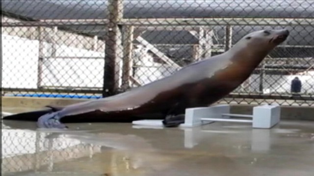 VIDEO: Ronan the sea lion was taught to keep a beat by researchers at University of California, Santa Cruz.
