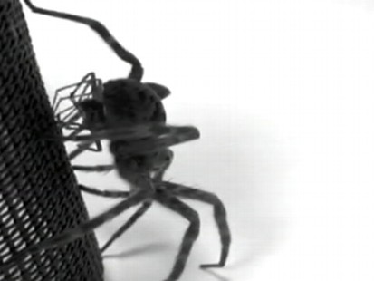 VIDEO: Study shows that male dark fishing spiders die after transferring their sperm to females.