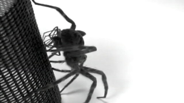 VIDEO: Study shows that male dark fishing spiders die after transferring their sperm to females.