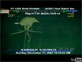 Animal Oddities Squid 