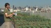 VIDEO: "Brooklyn Grange" in Queens, N.Y., is a 40,000-square-foot rooftop farm.