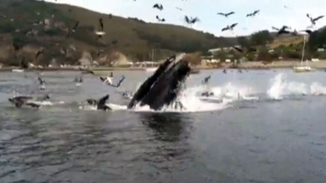 PHOTO: A small pod of humpback whales gave some onlookers quite a surprise this weekend along the coast of California.
